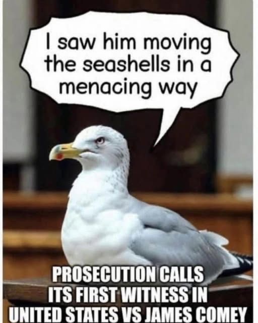 seagulls talks about 86-47 shells
